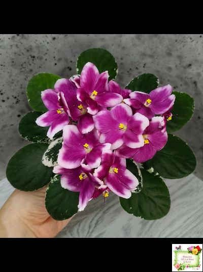 KZ-Источник Вдохновения (И. Заикина) 2023 г.