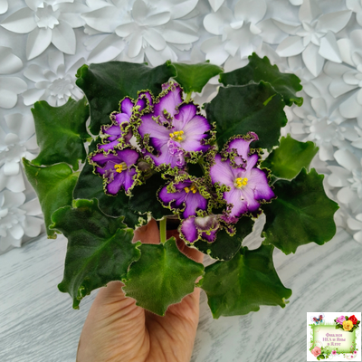 АВ-Пенная Вечеринка (Фиалковод) 2021 г.