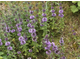 Мята болотная (Mentha pulegium) 5 мл - 100% натуральное эфирное масло