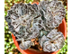 Kalanchoe Rhombopilosa - Каланхоэ ромбопилоза, Каланхоэ ромболистное