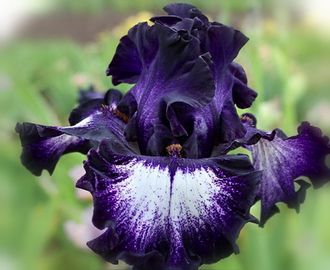 Ирис MIDNIGHT VELVET