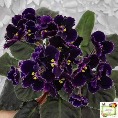 Mac's Black Pearl (G.McDonald) (лист посажен 01.11.25)