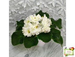 АВ-Легенда о Золотой Луне (Фиалковод) 2023 г. (лист посажен 04.09.25)