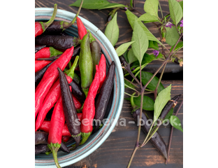 Перец сладкий Мурасаки Тогараши Ямато, 10 шт - Семена Бобок