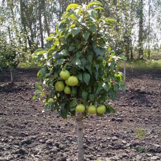 Груша суперкарликовая Тульская Нежная (колоновидная)