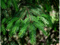 Гидролат Ель обыкновенная (Picea abies) 100 мл