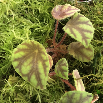 Бегония Quadrialata Nimbaensis