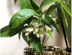 Hoya Multiflora