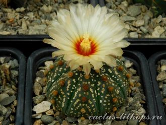 Astrophytum asterias hybr. - 5 семян