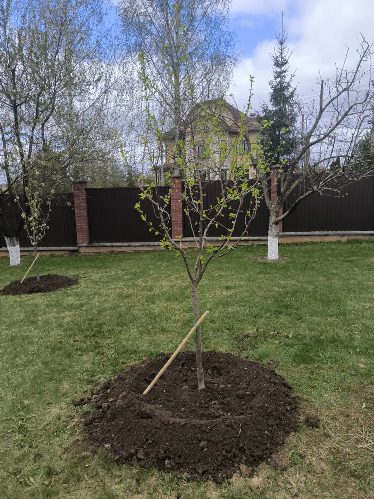 Посадка на участке заказчика