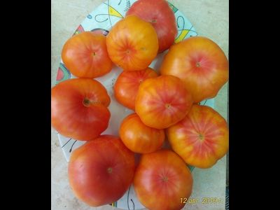 Томат Желтый камень (Yellow Stone)