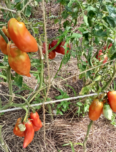 Томат Аббаттиста паста (Abbattista paste)