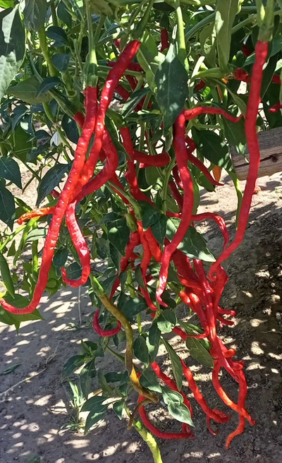 Перец острый Thunder Mountain Longhorn (Длинный рог с Громовой горы)