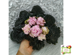 БР-Кудряшка (С. и Н. Буркацкие) 2021 г.