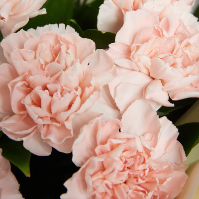 15 кремовых диантусов