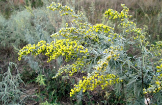 Гидролат Полынь горькая Artemisia absinthium (побеги) 100 мл