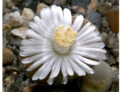 Lithops hallii (syn.salicola reticulata) C087 - 10 семян