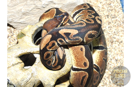 Королевский питон, Python regius, Ball Python