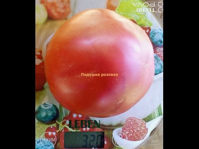 Томат Подушка розовая