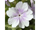 Primula sieboldii Hana Monyo