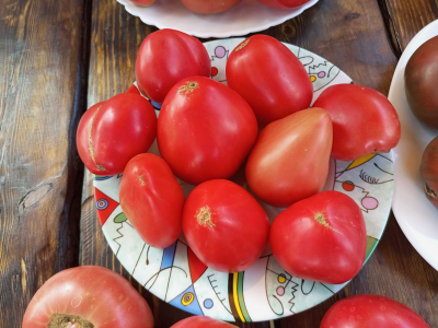 Томат Ребристый Эуганских Холмов (Costoluto Colli Euganei), Италия