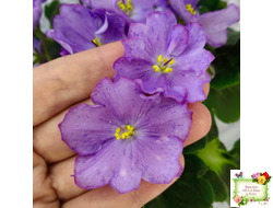 АВ-Девочка с Севера (Фиалковод) 2021 г.