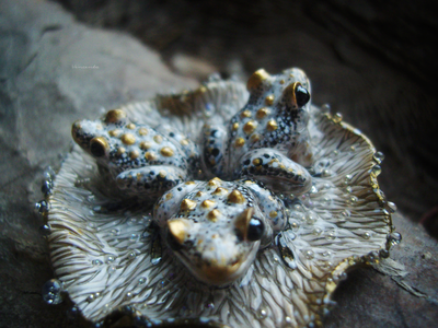 "Дочери лесного царя", волшебная брошь с лягушками и каплями (миниатюра, 4 см)