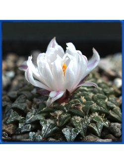 Ariocarpus kotschoubeyanus v. albiflorus PP 411