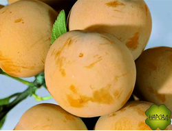 Слива "БЕЛАЯ МЕДОВАЯ" (КРУПНАЯ, МЕДОВАЯ, САЖЕНЕЦ 3 ГОДА)