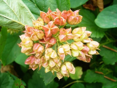 Набор молдов "Пижма+ Пузыреплодник+Коробочки льна "