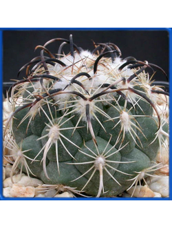 Coryphantha kracikii MMR 62