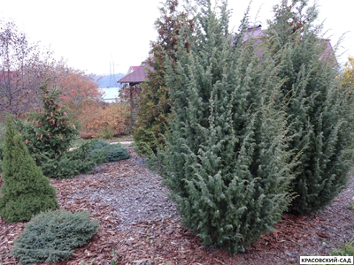 Можжевельник Майер