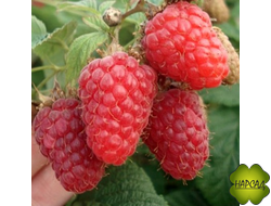 МАЛИНА "Киржач" (СРЕДНЕСПЕЛАЯ, неприхотлая, очень вкусная, урожайная)