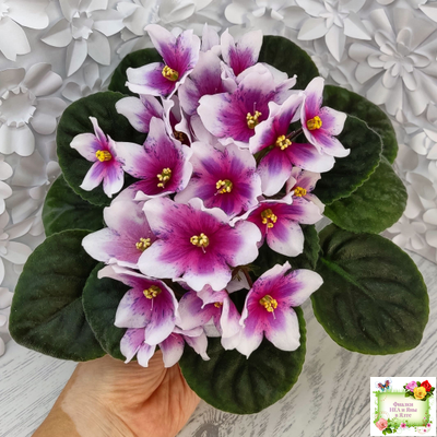 Dn-Райська Насолода (Д.Денисенко) химера (стартер сорт)