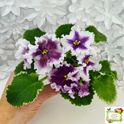 МТ-Сладкая Фантазия (М. Тотиева) 2022 г. (лист с детками укоренённый)