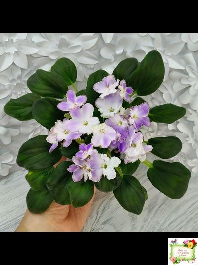 LV-Цветы для Любимого (Л. Шевелева) 2025 г. трейлер (клакамасный лонг)