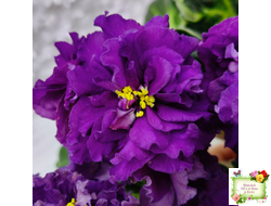 ЛФ-Лилия (Л. Федосеева) 2019 г.