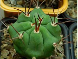 Gymnocalycium marquezii KK 521 (D=40-50 mm)
