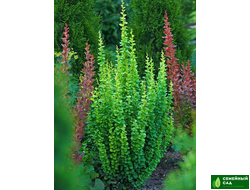 Барбарис Тунберга "Эректа"