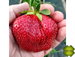 КЛУБНИКА "ВИМА КСИМА" (СР-ПОЗД, великолепный вкус!)