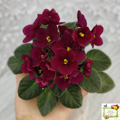 Jolly Mars (H.Pittman), #9718 (01/15/2007)