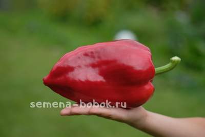 Перец сладкий Новгородец (название условное), 10 шт