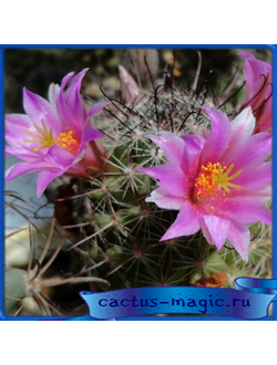 Mammillaria sheldonii DS 752