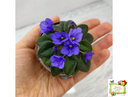 Rob's Twinkle Blue (R.Robinson)