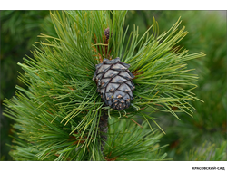 Сосна кедровая шишки фото красовский-сад.рф