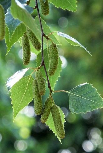 Birch leaf Givco  50% (Givaudan)/ Лист березы реконструкция, 2.5 мл