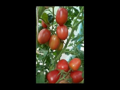 Томат Мархотская кисть (Мархотское гроно)