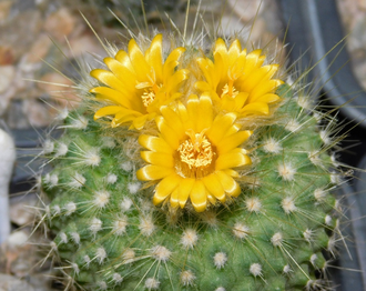 Parodia chrysacantha  (D=10-15мм)