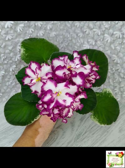 ВаТ-Волшебная Сказка (Т.Валькова) 2019 г.