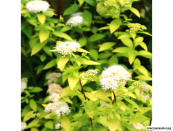 Спирея Вайт Голд - White Gold